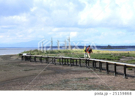 北海道野付半島のトドワラ原野 25159868