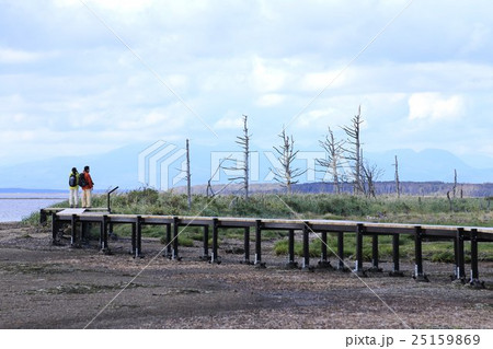 北海道野付半島のトドワラ原野 25159869