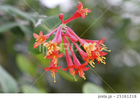 ツキヌキニンドウ（突抜忍冬） 25161218