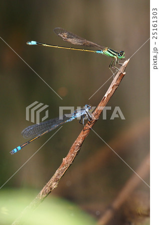 アオモンイトトンボ（オス）とクロイトトンボ（オス） 25161303
