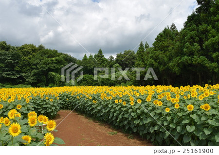 成田ゆめ牧場のひまわり迷路 25161900