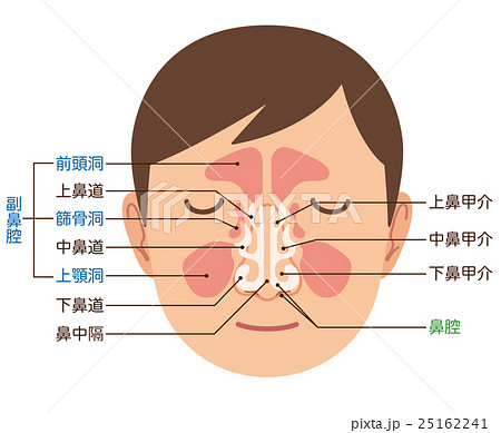 鼻の仕組み 構造のイラスト素材