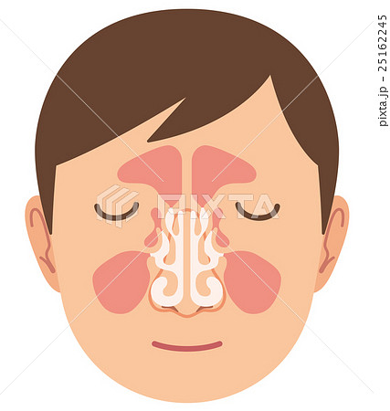 鼻の仕組み　構造 25162245