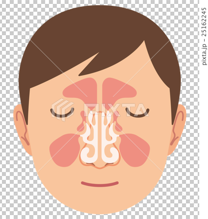 鼻の仕組み　構造 25162245
