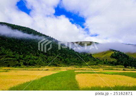 wheat heads on a field with mountains  25162871
