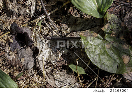 コシノカンアオイ コシノカンアオイ 25163004