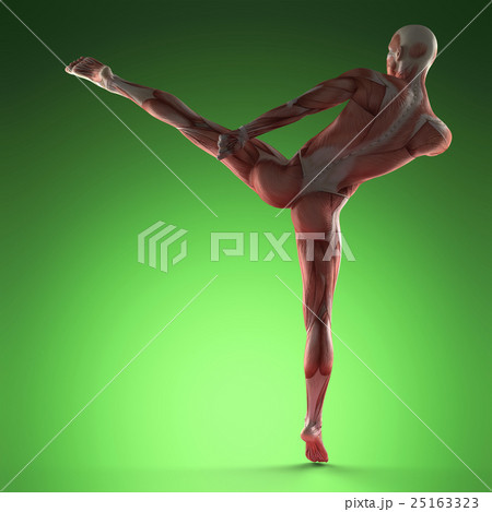 Human Muscle Anatomy 25163323