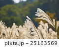 ひるがの高原のススキ 25163569