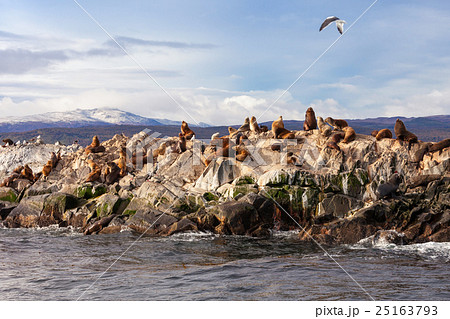 Seal Island near Ushuaia 25163793
