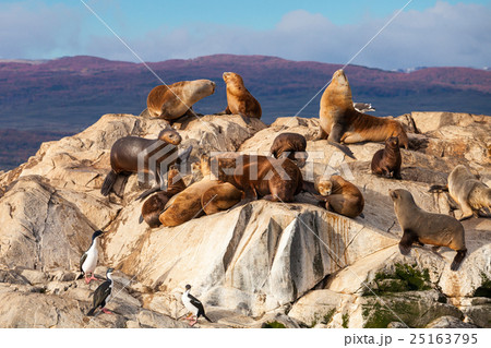 Seal Island near Ushuaia 25163795