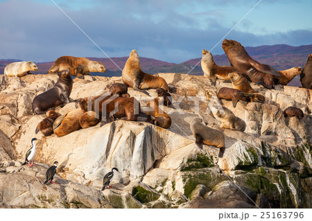 Seal Island near Ushuaia 25163796