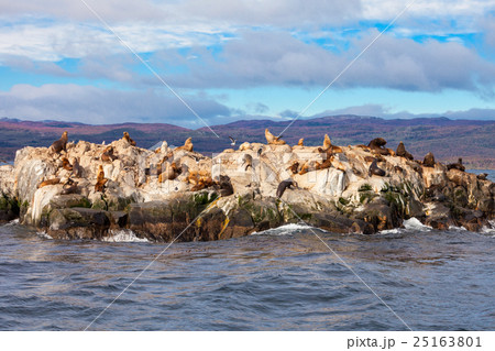 Seal Island near Ushuaia 25163801