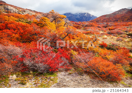 Golden forest in Patagonia 25164343