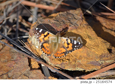 Australian Painted Lady Butterfly Australian Painted Lady Butterfly 25164574