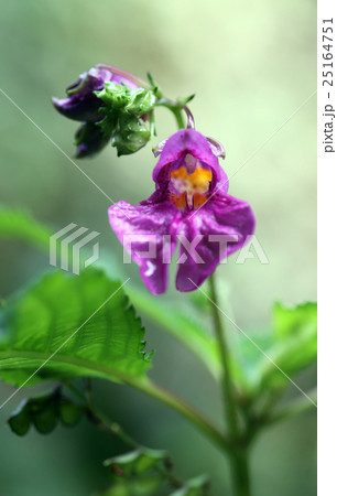 紅紫のツリフネソウ 25164751