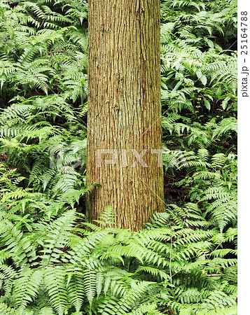 夏の杉林 夏の杉林 25164788