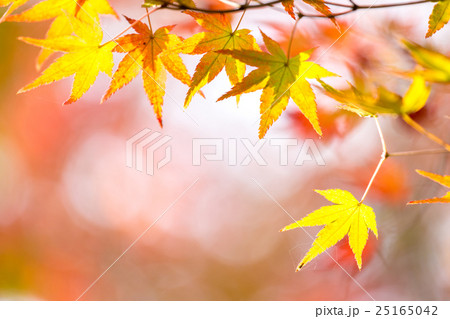 autumn background 25165042