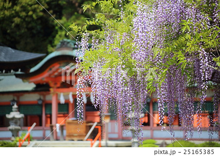 京都　西院春日神社の藤 25165385
