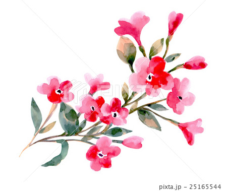 Watercolor illustration of a cherry flowers on a 25165544