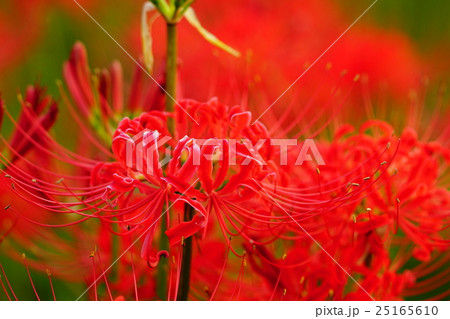 彼岸花の花畑 彼岸花の花畑 25165610