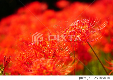 彼岸花の花畑 25165616