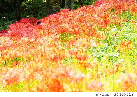 彼岸花の花畑 彼岸花の花畑 25165618