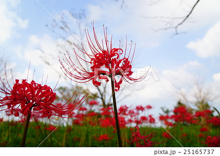 彼岸花の花畑と青空 25165737
