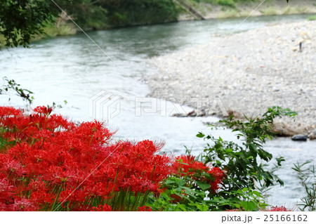彼岸花 彼岸花 25166162