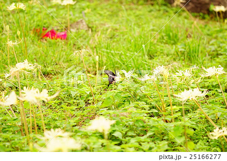 彼岸花の花畑と蝶々 25166277