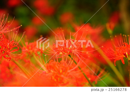 彼岸花の花畑 25166278