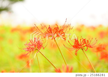 彼岸花の花畑 彼岸花の花畑 25166281