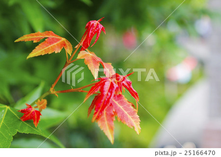 楓 カエデ メープル 25166470