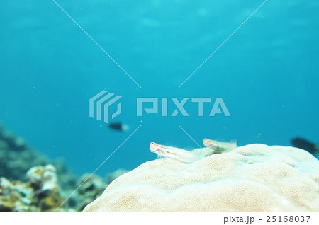 青い海とイシガキカエルウオ 25168037