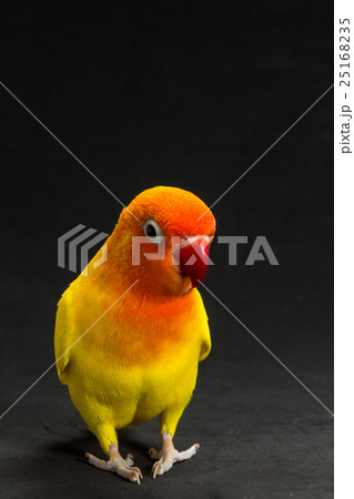 Double Yellow Lovebird, Bird 25168235