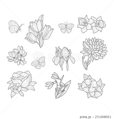 Spring Flowers And Butterflies Isolated Hand Drawn Spring Flowers And Butterflies Isolated Hand Drawn 25168601