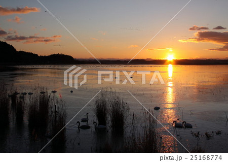 伊豆沼の日の出 伊豆沼の日の出 25168774