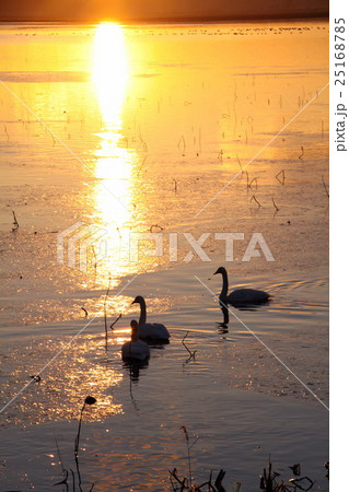 伊豆沼の日の出 25168785