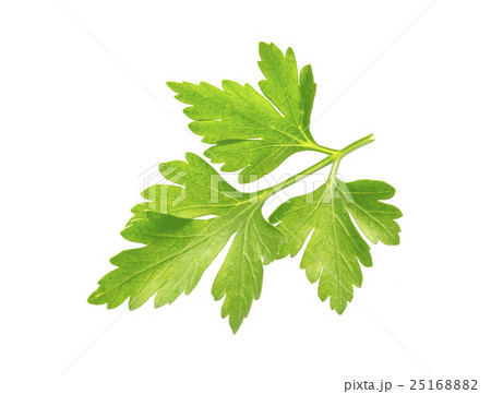 Parsley. One leaf isolated on white background 25168882