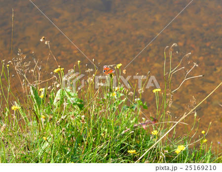 Grass and flowers with butterflies. 25169210
