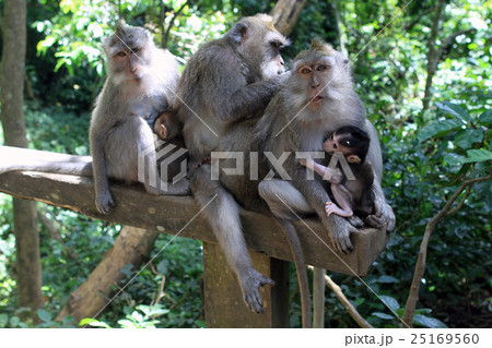バリ島のモンキー・フォレストで毛づくろいをする3組の親子猿。 25169560