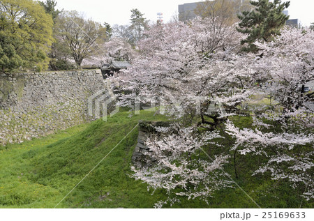 日本100名城　3月の名古屋城　お堀の桜 25169633