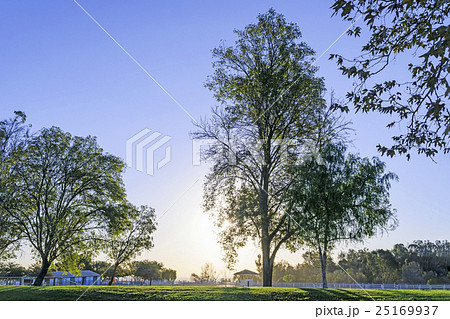 パロスバーデスの朝の馬場と白い柵 パロスバーデスの朝の馬場と白い柵 25169937