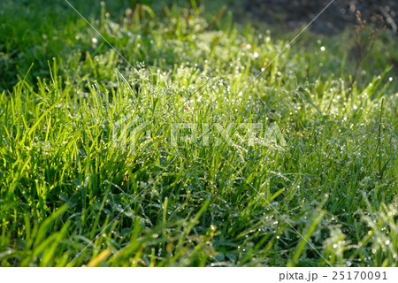 Fresh grass with dew drops. Fresh grass with dew drops. 25170091
