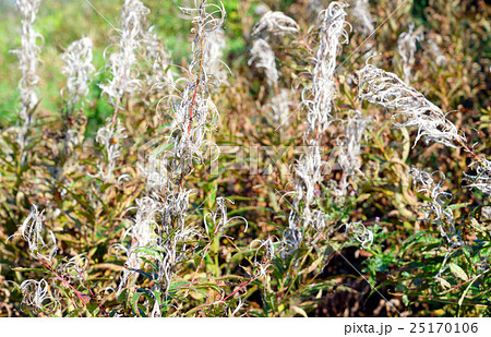 Field with fireweed flowers. Field with fireweed flowers. 25170106