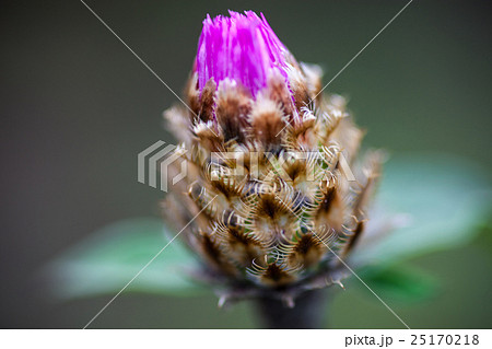 Close up of the whitewash cornflower bud Close up of the whitewash cornflower bud 25170218