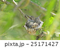Black Chinned Hummingbrid nest and baby 25171427