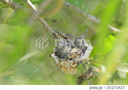 Black Chinned Hummingbrid nest and baby 25171427