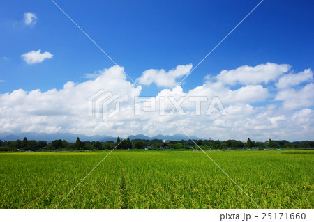 夏の水田 25171660