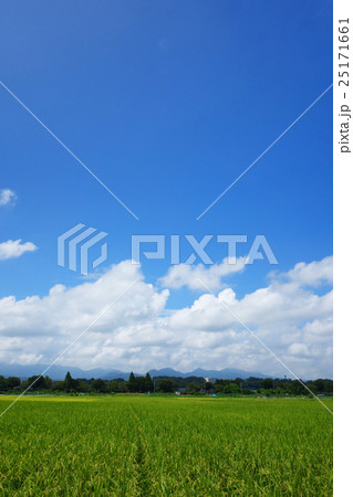 夏の水田 25171661