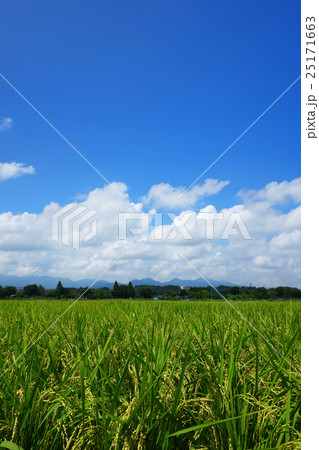 夏の水田 夏の水田 25171663